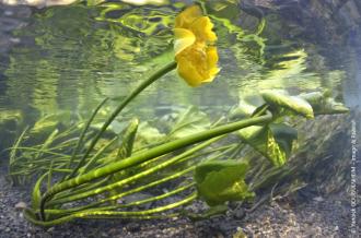 Nénuphar (crédits photo: Yannick GOUGUENHEIM Image & Rivière)