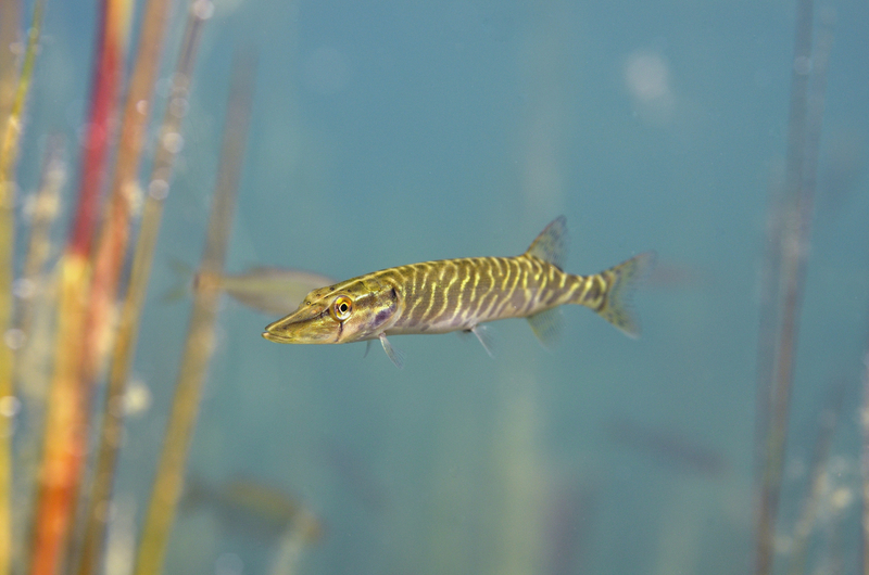 Brochet - Yannick Gouguenheim