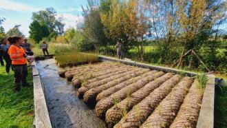Formation Génie végétal : espèces ligneuses et herbacées - 2024
