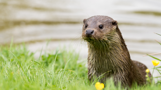 Porte-clés - Loutre dans l'eau - Plastique