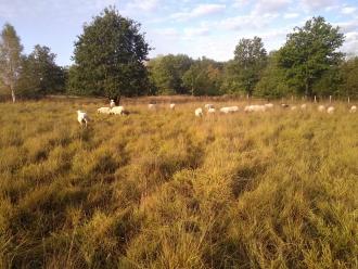 ©Conseil départemental de la Creuse - RNN Étang des Landes