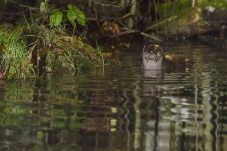 Loutre