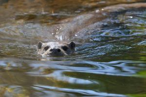 Loutre