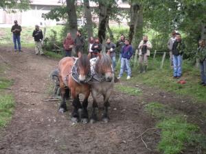 Utilisation de la traction animale dans le cadre de travaux en rivière - SYMILAV