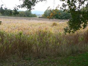 culture_miscanthus