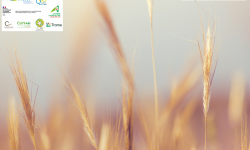 Webinaire MAEC forfaitaires