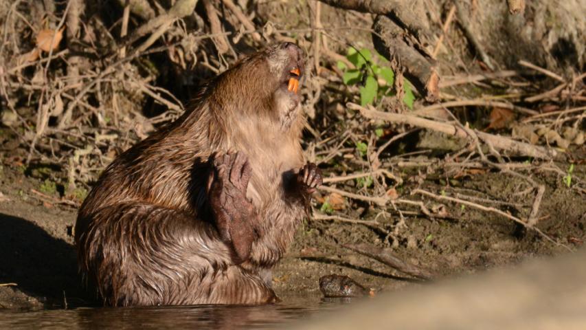 CastorEurope_MarcCollasOFB