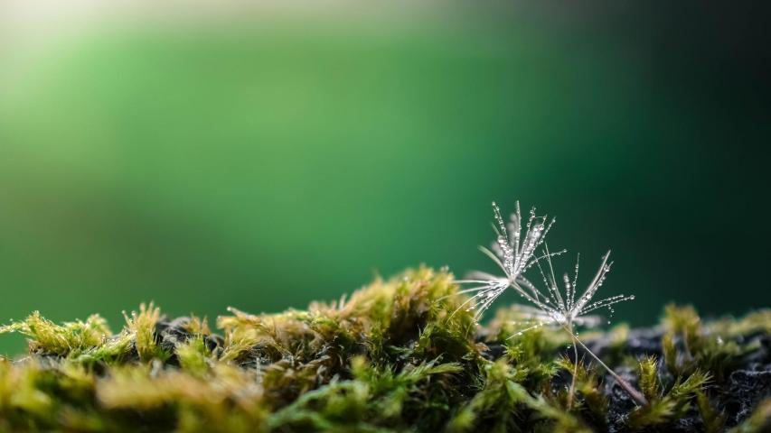 dandelion