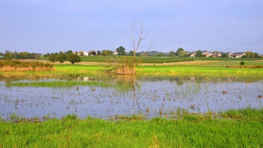 Zone humide